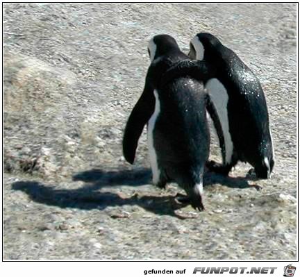 Penguin Penguin