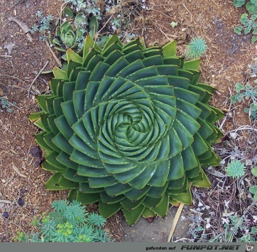 Geometrische Formen der Natur!