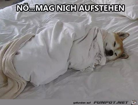 Noe Noe