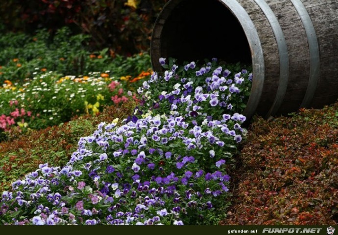 Interessante Blumen-Formationen