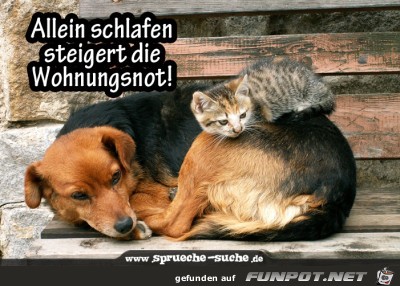 allein-schlafen-steigert-die-wohnungsnot allein-schlafen-steigert-die-wohnungsnot