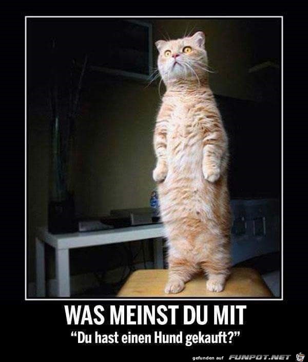 was meinst du was meinst du