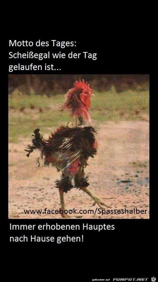 scheissegal scheissegal