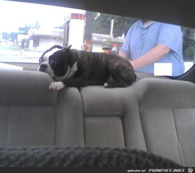 10 funny-scared-animals-car-window 10 funny-scared-animals-car-window