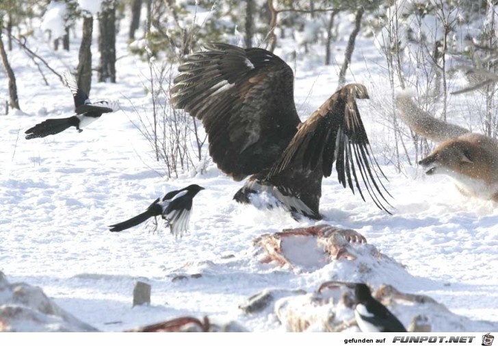 UNBELIEVABLE PICTURES FROM A SITE IN MONTANA TAKEN BY...