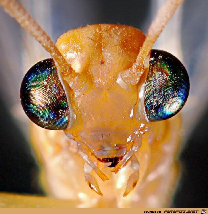 Gigantische Augen-Makro-Aufnahmen!