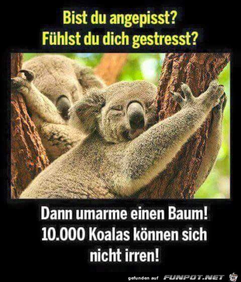 koalas koalas