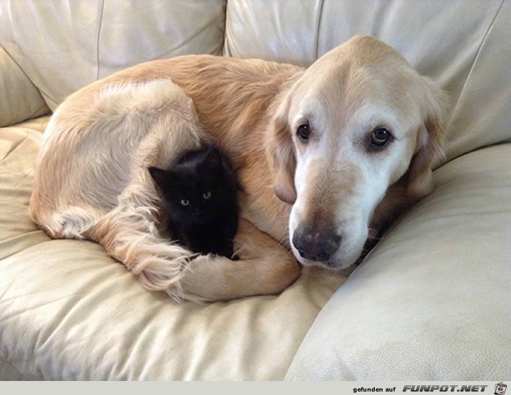 Hunde und Katzen - Tolle Freundschaft!