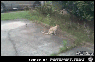 Difference Between Dogs and Cats 20 Difference Between Dogs and Cats 20