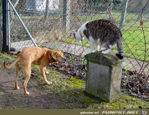 01 HundKatze 01 HundKatze