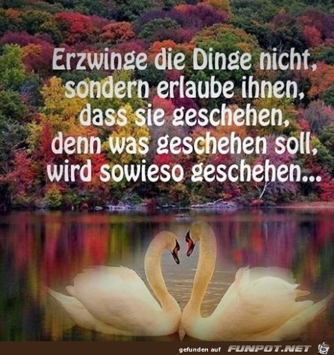 erzwinge die Dinge nicht erzwinge die Dinge nicht