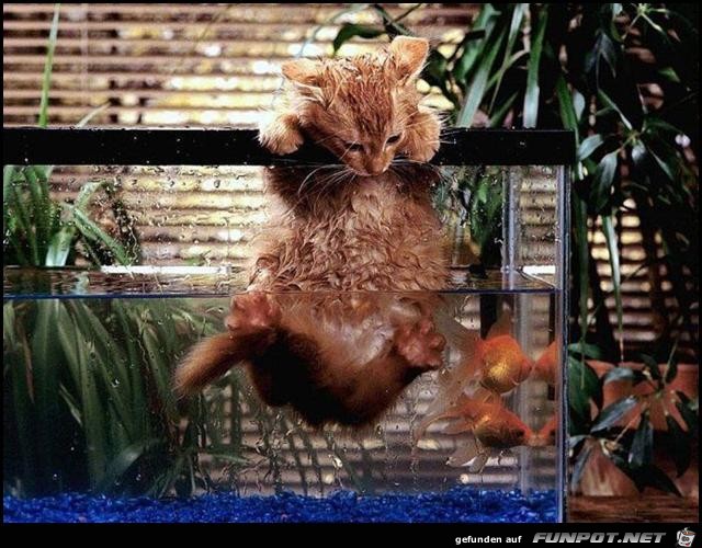 Swimming Swimming