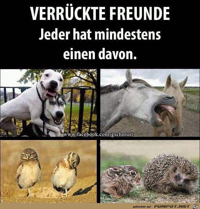 Verrueckte Freunde