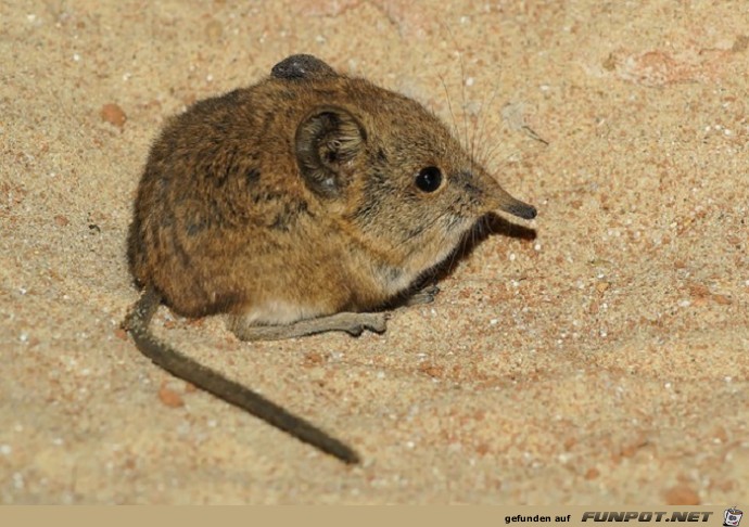 Schoene Tierbilder 8 Schoene Tierbilder 8