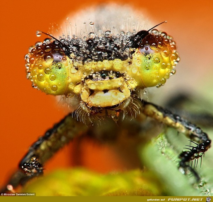 Insekten mit Tautropfen 5