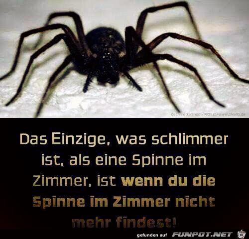 Spinne Spinne