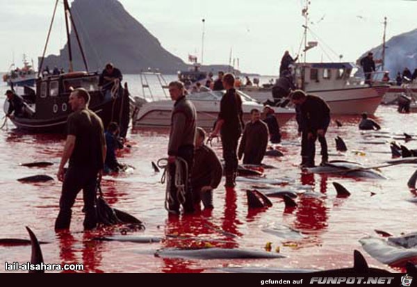image0033 image0033