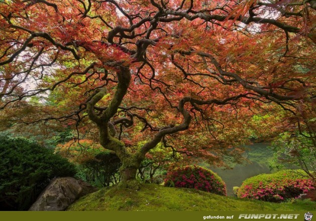 68 PORTLAND S beruehmter japanischer Ahorn 68 PORTLAND S beruehmter japanischer Ahorn