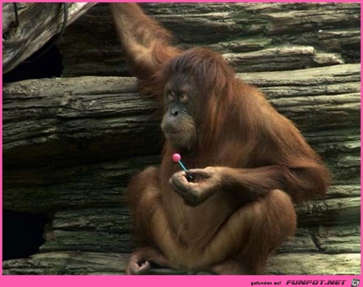Lollypop Lollypop