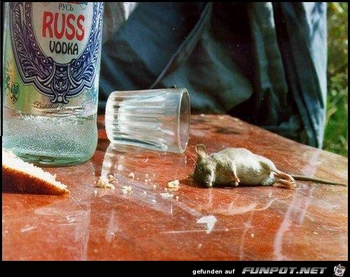 mouse-drunk-dead-votka
