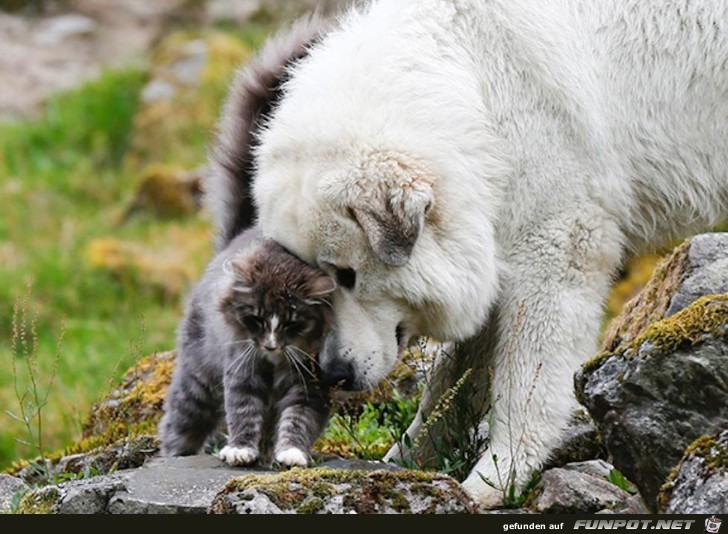 Hunde und Katzen - Tolle Freundschaft 13