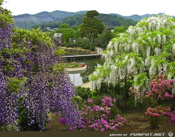 Japanische Blhende Wasserflle