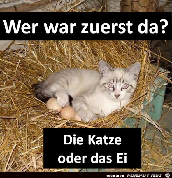 Katze oder Ei