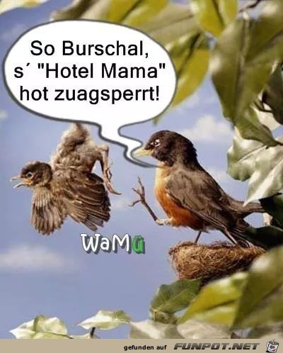 sterreichische Mundartwitze!