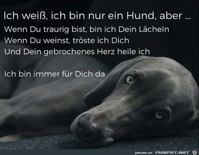 Ich wei, ich bin nur ein Hund