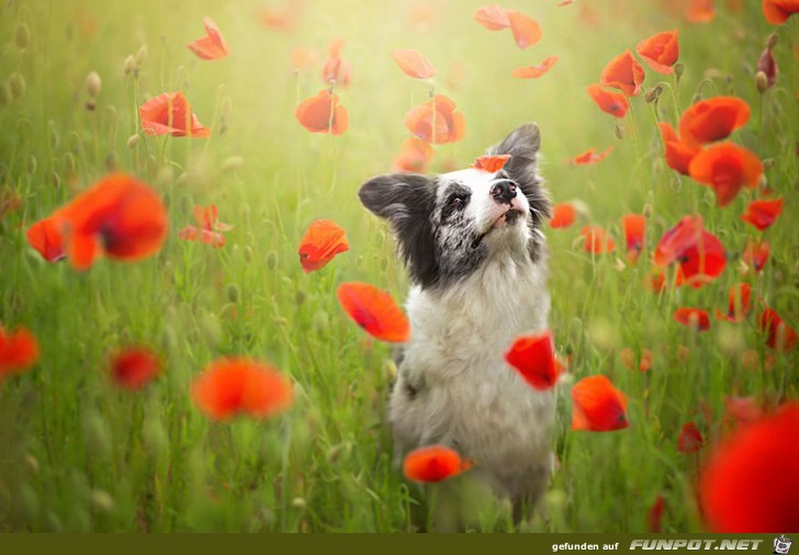 Goldige Hunde-Bilder 6 Goldige Hunde-Bilder 6