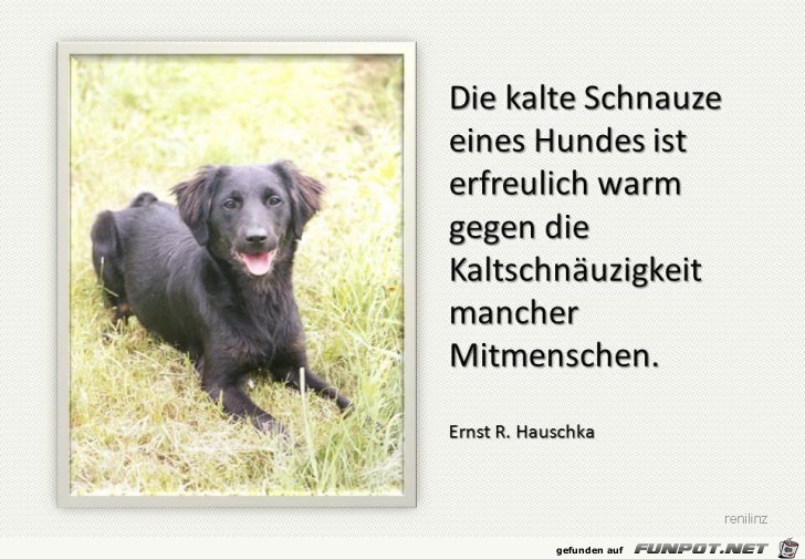 Die kalte Schnauze FILEminimizer 