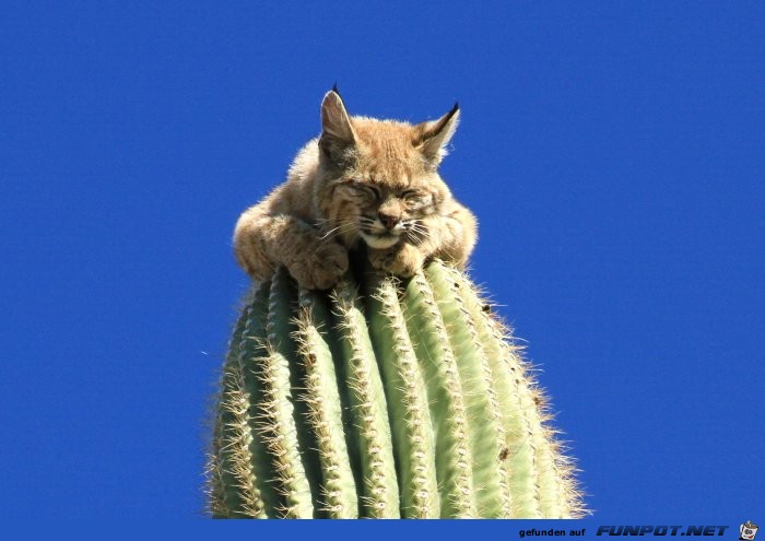 Luchs thront auf der Spitze eines Saguaro Kaktus