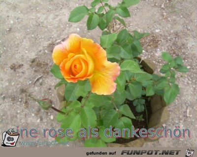eine rose als dankeschoen eine rose als dankeschoen