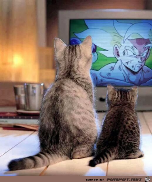 TV TV