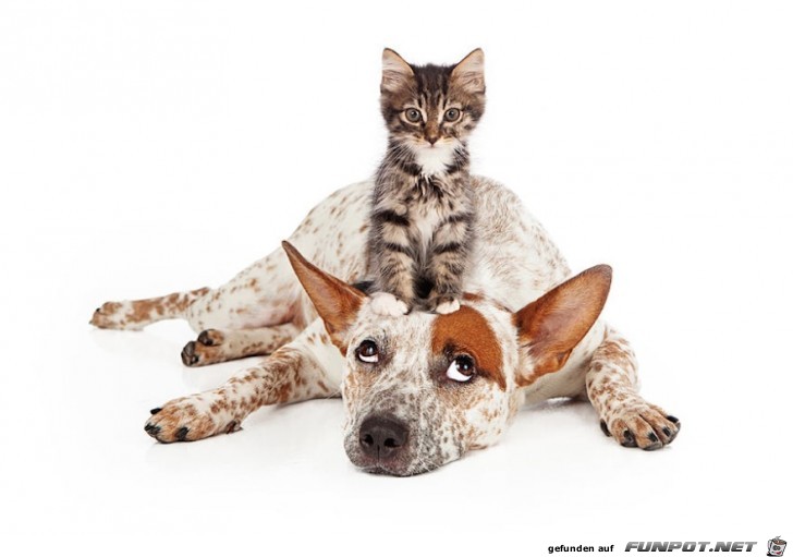 Hunde und Katzen - Tolle Freundschaft!