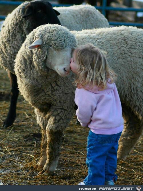 Interessante, lustige und herzergreifende Tieraufnahmen