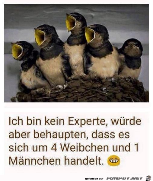 kein Experte