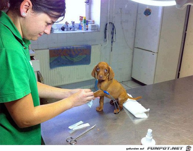 25 funny-scared-animals-vet-little-dog 25 funny-scared-animals-vet-little-dog
