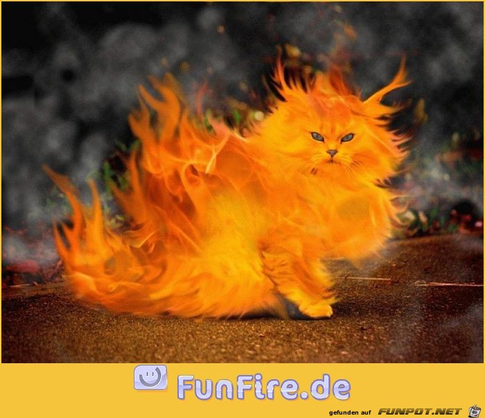 feuer-katze