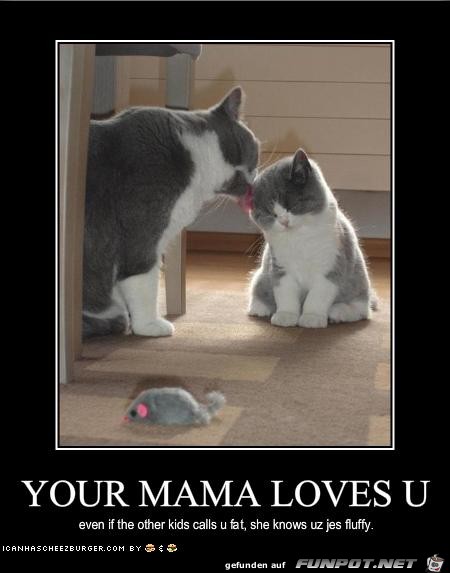 Cats 014 Cats 014