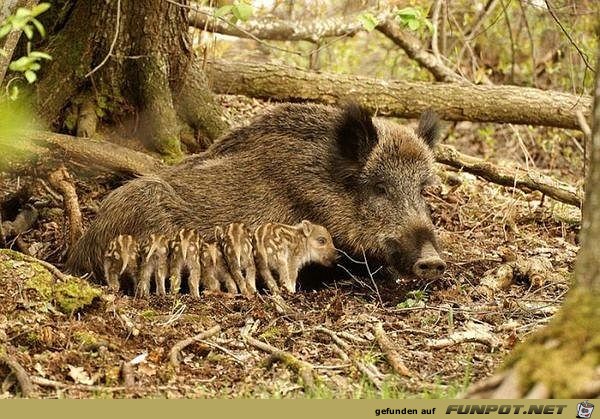 Tiermtter mit ihren Jungen. Nach dem Motto...