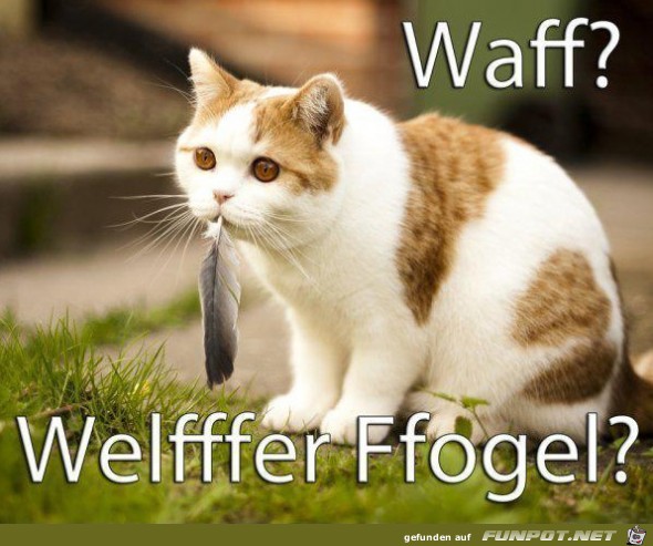 waff waff