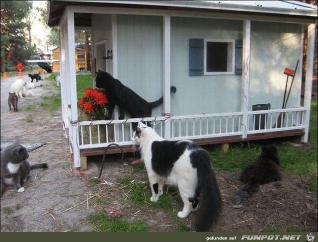 Mann baut Zufluchtsort fr Obdachlose Katzen