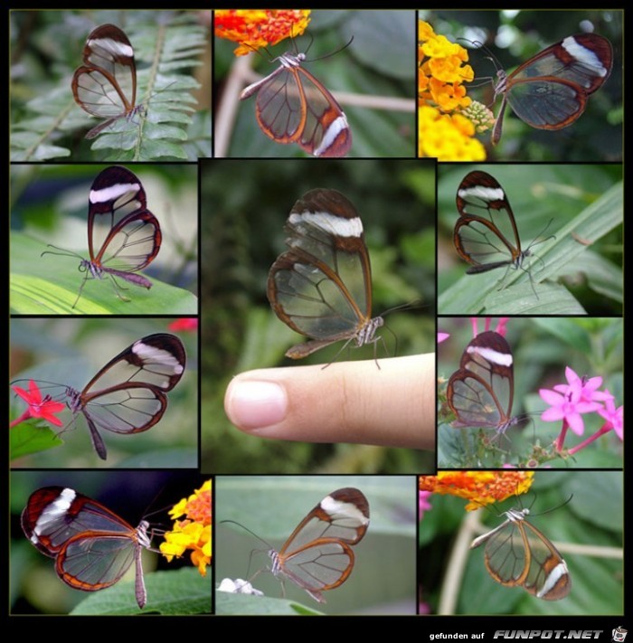 Transparenter GlassWing Schmetterling