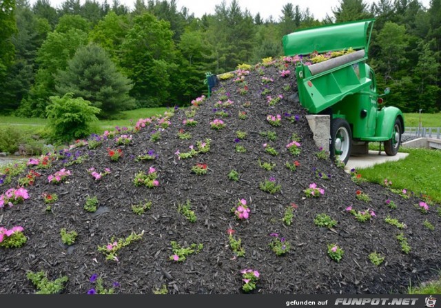 Interessante Blumen-Formationen