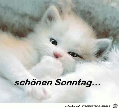 schoenen sonntag schoenen sonntag