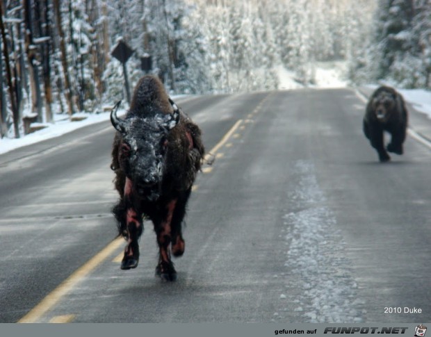 Br vs Bison (16 seltene Fotos) im ...