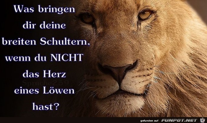 schultern schultern