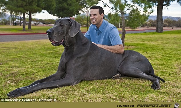der riesige Hund (Englisch)
