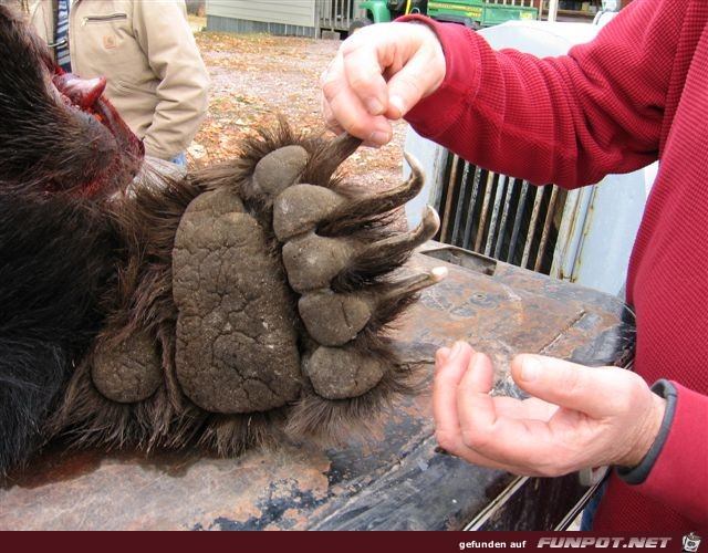 HUGE GRIZZLY BEAR KILLED BY MOTORCYCLE‏